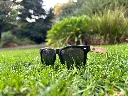 Sunglasses 2.webp