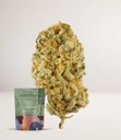 HG_Durban_Poison_A_Sativa-500x579.jpg